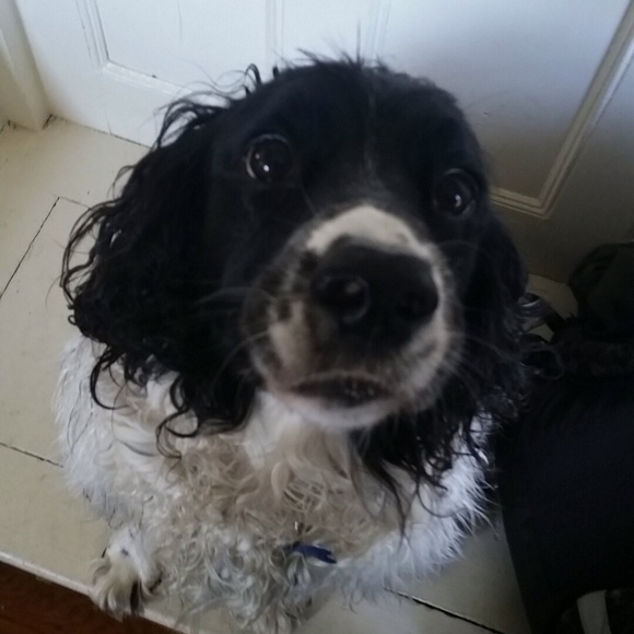 Meet your Posher, Zara - Picture 1 of 1